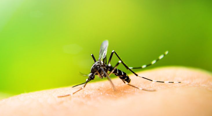 dengue-hemorrhagic-fever_thumb